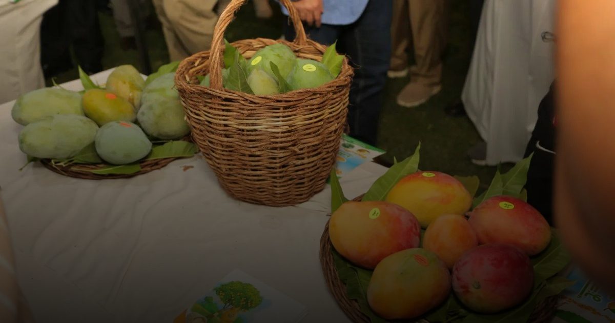 المانغو وسكر الدم.. محاذير وفوائد