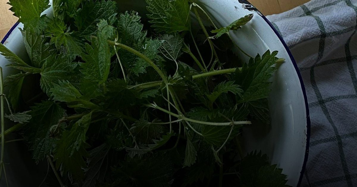 نبتة القراص.. تعالج  تضخم البروستاتا وأمراض أخرى