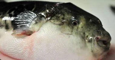 سمكة الأرنب: الكائن البحري الذي يهزم العلم والطب