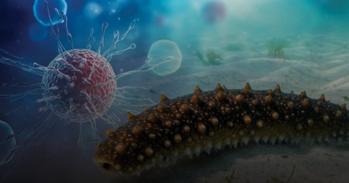 اكتشاف علمي واعد.. خيار البحر يحتوي على سكّر يمنع انتشار السرطان بأمان