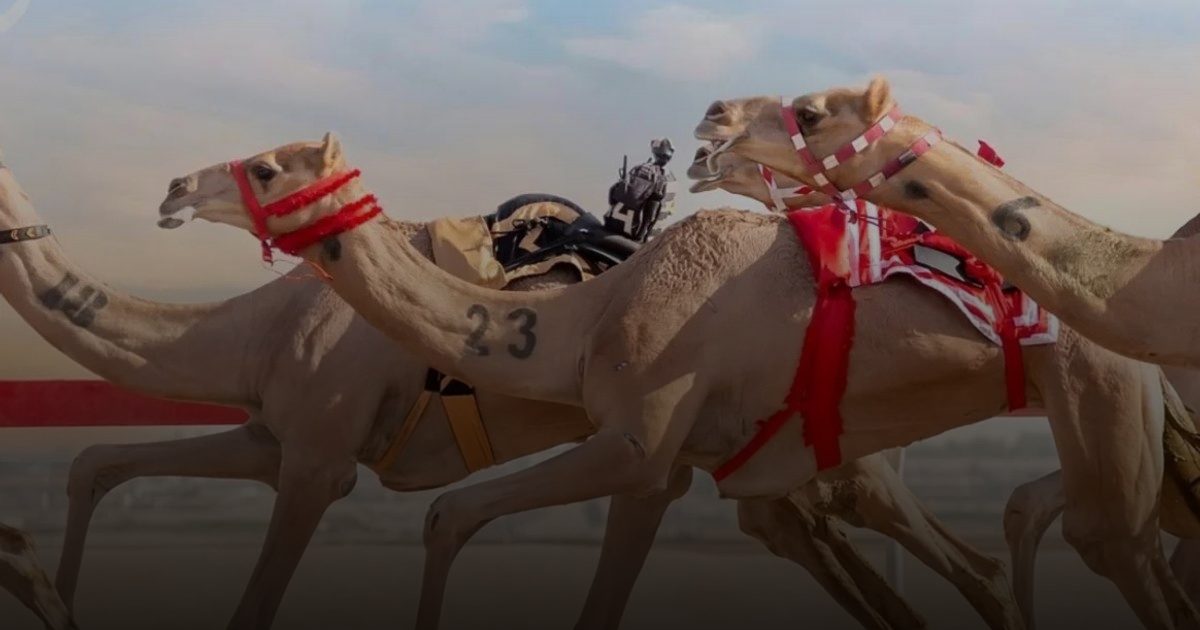 الهلال الأحمر يشارك في مهرجان اليتمة الأول لسباق الهجن بأنشطة توعوية وإسعافية