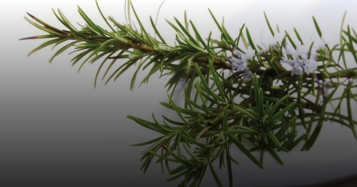 تجديد بصيلات الشعر والغضاريف.. "إكليل الجبل" يساهم في بناء الأنسجة بعد الإصابات