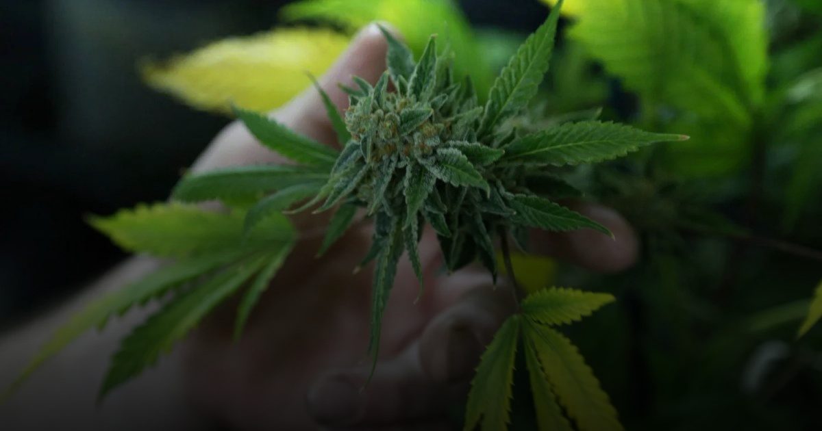 تعاطي الماريغوانا يضاعف خطر الإصابة بسرطان الفم