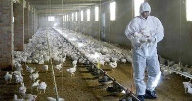 لقاح الإنفلونزا قد يخفف حدة فيروس H5N1 بنسبة 73%