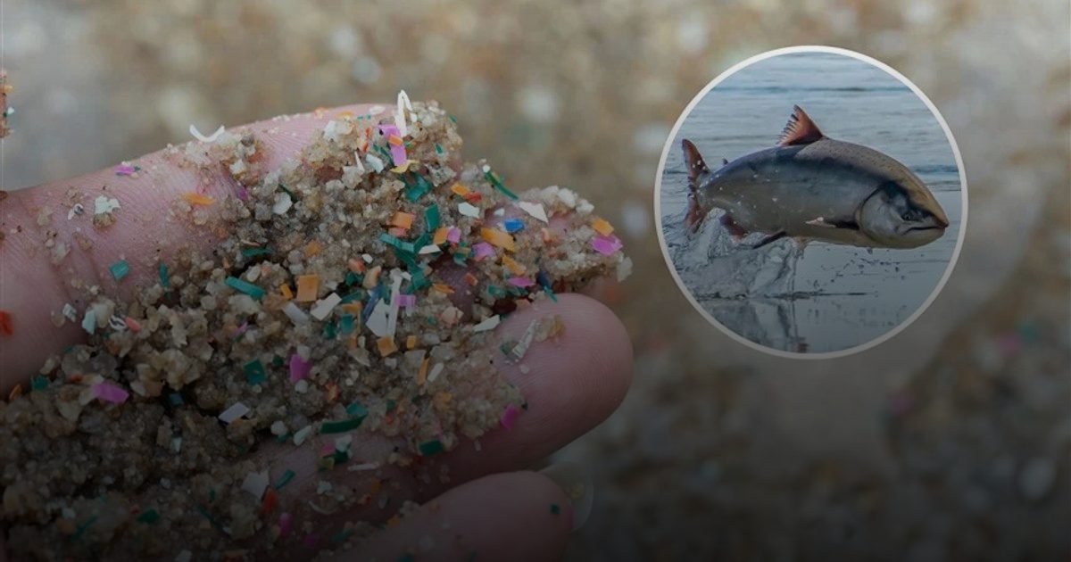 خطر صامت: 5 مسارات تتلف بها الجسيمات البلاستيكية الدماغ وتفاقم أمراض الخرف