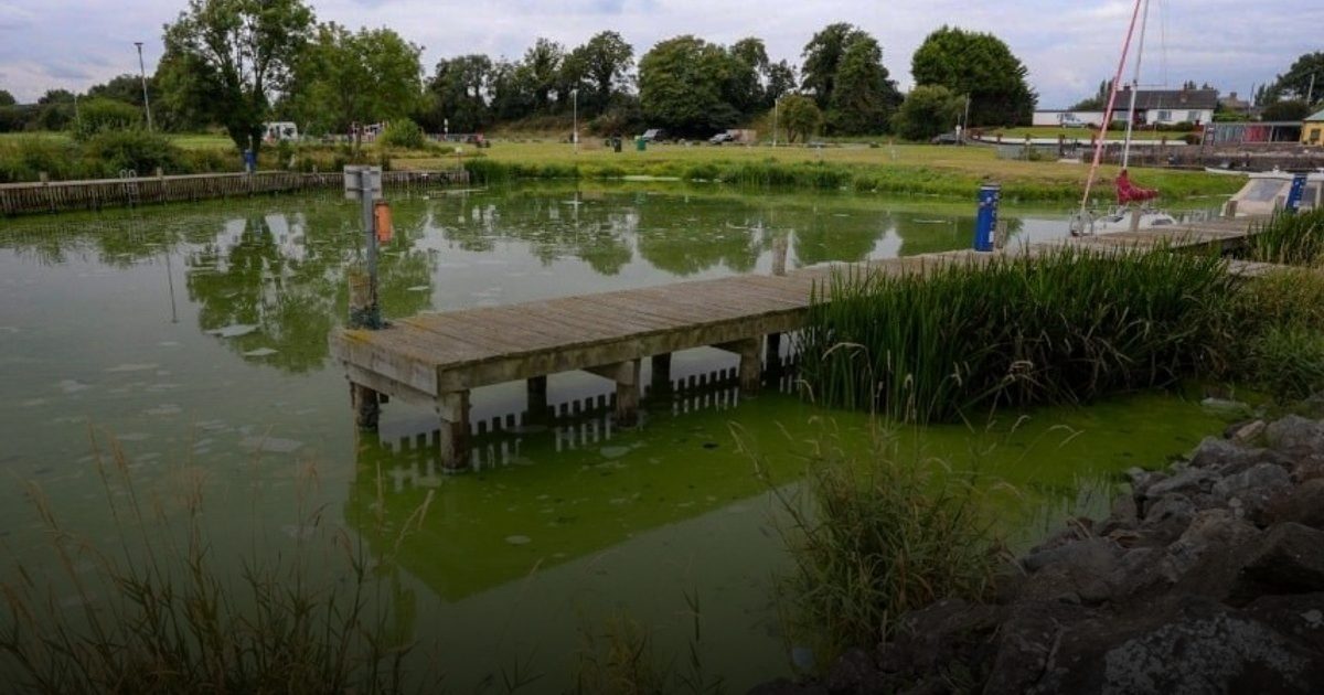 طحالب سامة تغزو أكبر بحيرات بريطانيا وتثير مخاوف بيئية وصحية