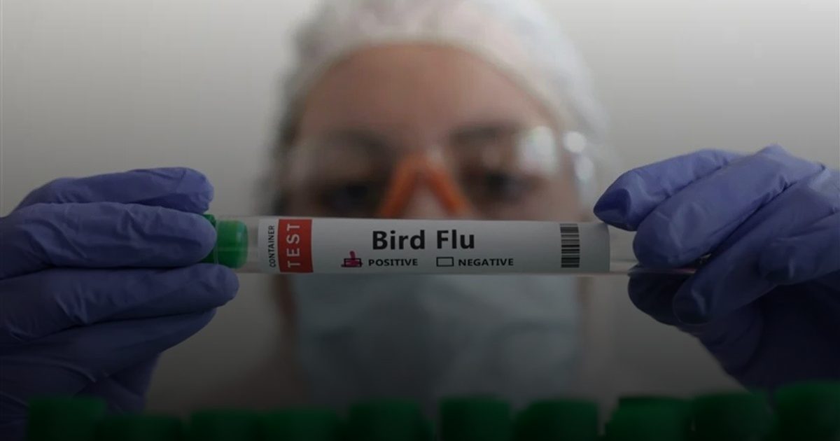 "الصحة العالمية": اللقاحات خط الدفاع الأول صحياً ضد إنفلونزا الطيور