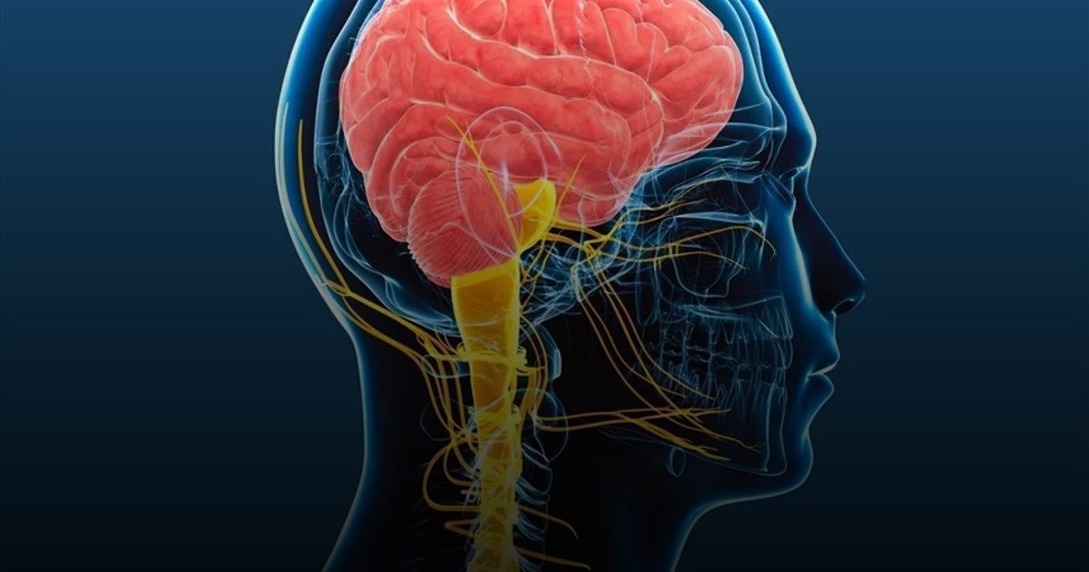 دراسة دولية تثبت دور "العصب المبهم" في تأخير شيخوخة خلايا القلب