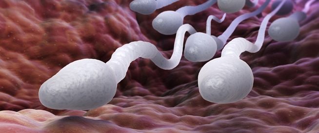 دراسة: لماذا ترتفع حيوية الحيوانات المنوية صيفاً؟