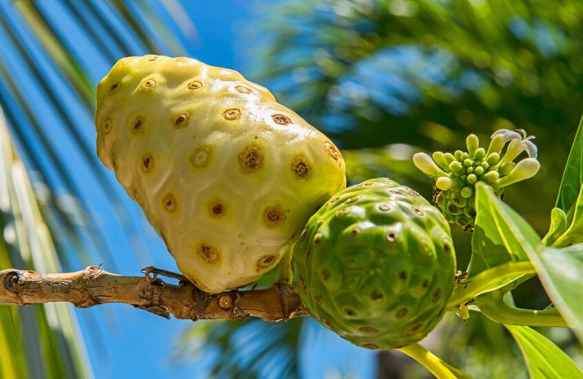 فاكهة النوني تفتح أبواب أمل جديدة لعلاج سرطان المعدة