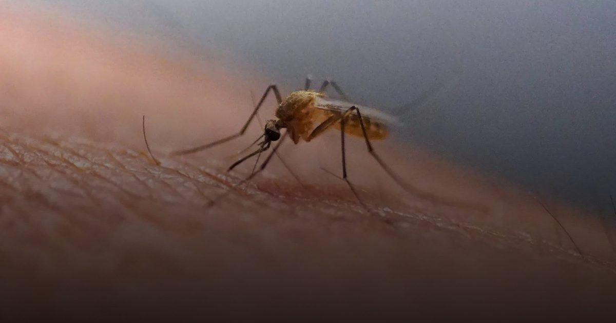 تحذير عالمي: ظهور أول حالة محلية في نيويورك وزيادة مقلقة لانتشار "شيكونغونيا" في أوروبا