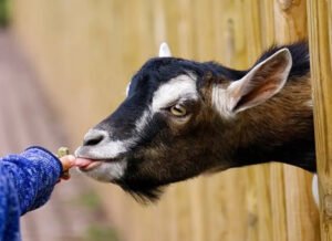 حماية طبيعية.. “أطفال المزارع” أقل عرضة للحساسية