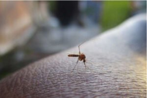 “حمى الضنك” تضرب البرازيل والأرجنتين وكولومبيا والمكسيك 2024