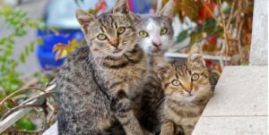 نفوق قطط بإنفلونزا الطيور بأمريكا.. وتهديد مباشر  للبشر