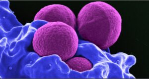 كونان المدمر: بكتيريا خارقة تفتح آفاقًا لحماية البشر في الفضاء