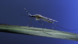 البعوض يوفر لقاحات ضد “الملاريا”