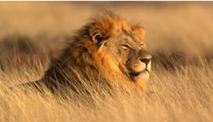 إنفلونزا الطيور تقتل 20 من القطط الكبيرة في محمية بواشنطن وتفرض حالة حجر صحي