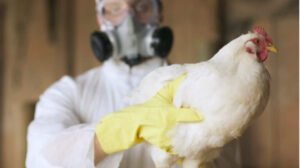 رصد تحور إنفلونزا الطيور لدى مريض في لويزيانا الأمريكية