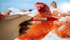 متابعة 11 شخصًا في ولاية ميشيغان بسبب انتشار إنفلونزا الطيور H5N1