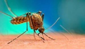  كولومبيا تعلن حالة الطوارئ لانتشار الحمى الصفراء