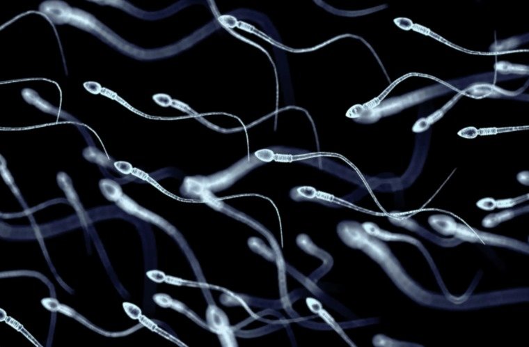 زراعة الخلايا الجذعية تُعيد الأمل للرجال المصابين بالعقم 
