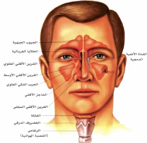 من التهابات الجيوب الأنفية إلى  أمراض الرئة الحقيقة الكاملة