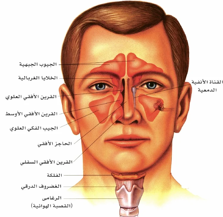 من التهابات الجيوب الأنفية إلى  أمراض الرئة الحقيقة الكاملة