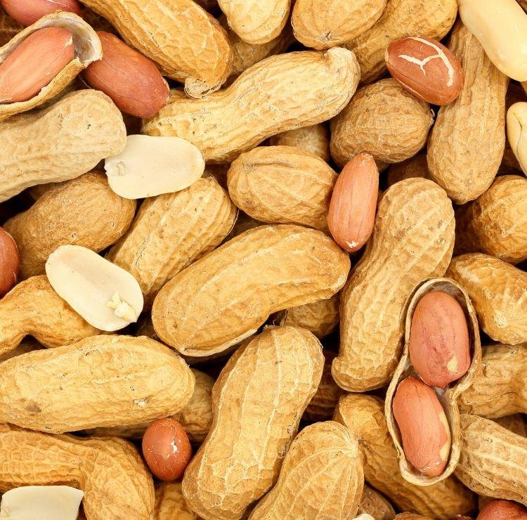 ” السوداني” يؤثر على صحة الجهاز الهضمي 