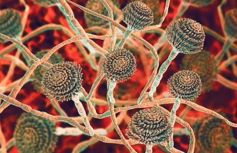 بكتيريا “كانديدا أوريس” تهدد البشرية.. مقاومة للأدوية وتنتشر في بريطانيا 