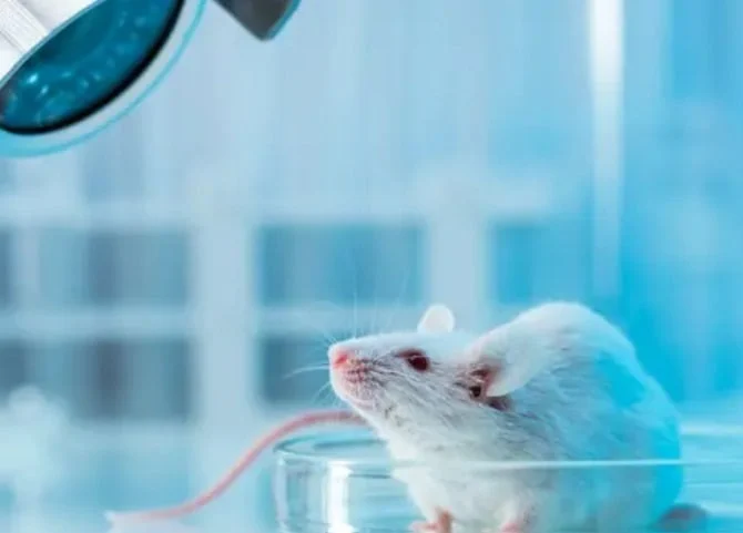 إنتاج خلايا رئوية من أنسجة الفئران في اليابان 