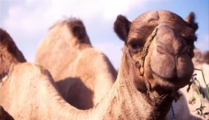 حليب النوق يمنع الربو التحسسي