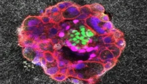 إنجاز طبي غير مسبوق: فيديو يكشف أسرار انغراس الجنين البشري