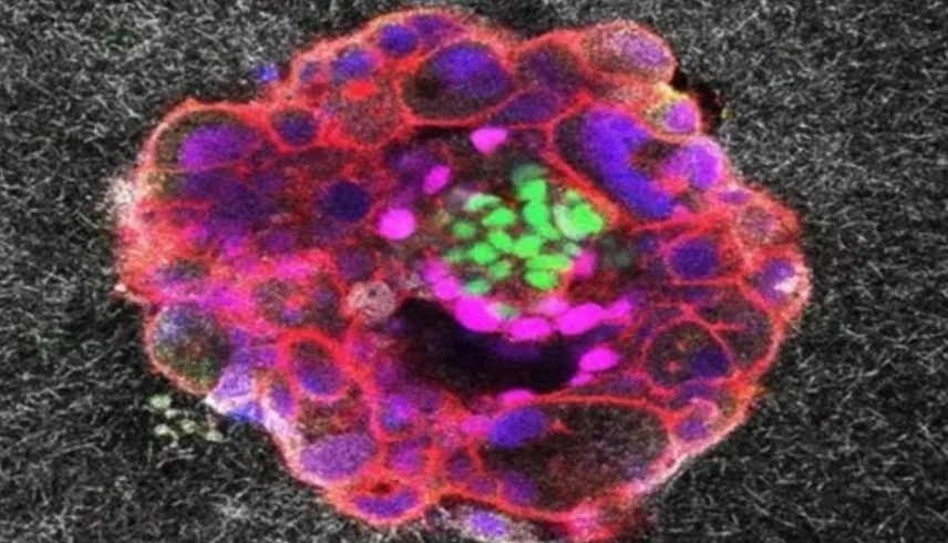 إنجاز طبي غير مسبوق: فيديو يكشف أسرار انغراس الجنين البشري 