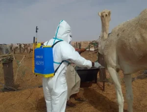 في السنغال 18 حالة وفاة و140 إصابة بسبب حمى الوادي المتصدع
