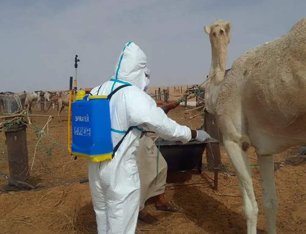 في السنغال 18 حالة وفاة و140 إصابة بسبب حمى الوادي المتصدع 