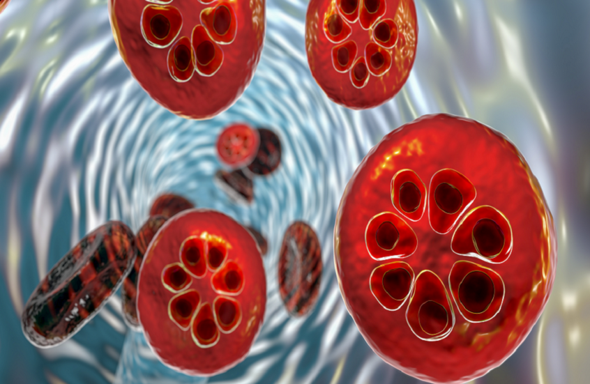 اختراق تاريخي: “GanLum” أول علاج جديد للملاريا منذ عقود يواجه مقاومة الطفيلي 