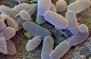 9 آلاف نوع من البكتيريا تسكن منزلك…