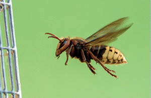 سم النحل يحاكي “البوتوكس الطبيعي” في محاربة التجاعيد وزيادة الكولاجين