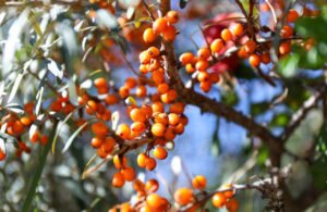 ثمرة “أبو فايس” السيبيرية تحارب السرطان والقلب والسكري وتقاوم التجاعيد