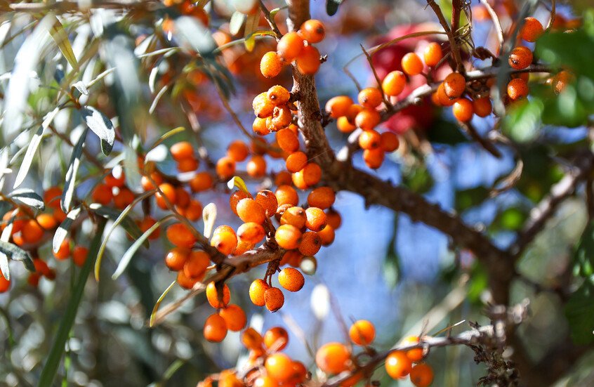 ثمرة “أبو فايس” السيبيرية تحارب السرطان والقلب والسكري وتقاوم التجاعيد 