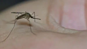 البرازيل توافق على أول لقاح بجرعة واحدة ضد حمى الضنك