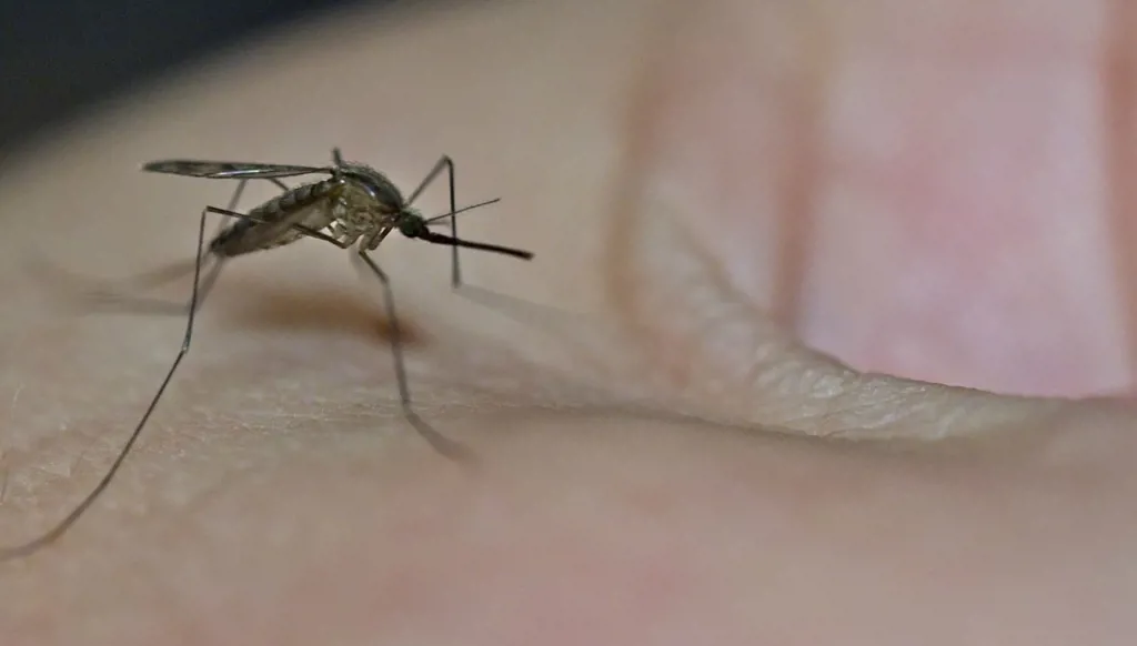 البرازيل توافق على أول لقاح بجرعة واحدة ضد حمى الضنك 