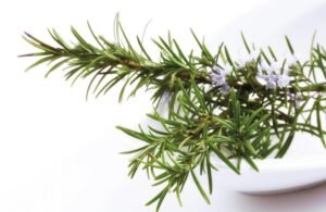 تجديد بصيلات الشعر والغضاريف.. “إكليل الجبل” يساهم في بناء الأنسجة بعد الإصابات