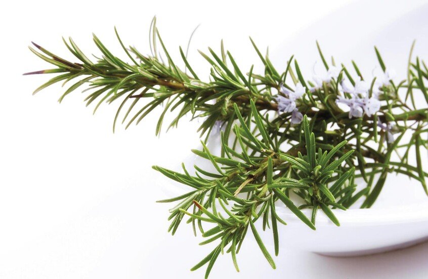 تجديد بصيلات الشعر والغضاريف.. “إكليل الجبل” يساهم في بناء الأنسجة بعد الإصابات 