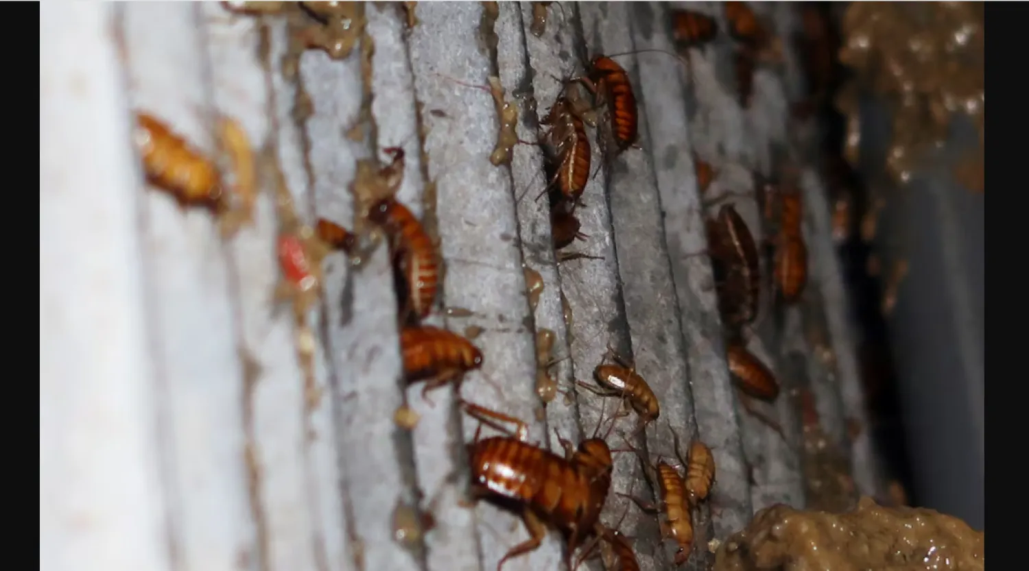 الصرصور ناقل لـ “السالمونيلا” ومفجر خطير لأزمات الربو 