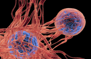 فيروس الورم الحليمي يتسلل إلى الحمض النووي ويحفز سرطان الجلد مباشرة