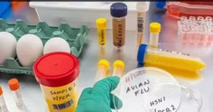 في هولندا.. تطوير لقاح ضد السلالات المعروفة من أنفلونزا الطيور