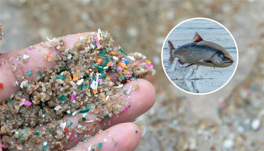 خطر صامت: 5 مسارات تتلف بها الجسيمات البلاستيكية الدماغ وتفاقم أمراض الخرف 