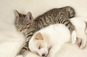 تحذير جديد: بكتيريا خطيرة تنتقل من الكلاب إلى البشر عبر “القراد ذو الأنف النجمي”