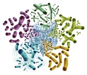 الأمعاء الصحية تنظم ضغط الدم: دراسة أمريكية تؤكد دور “الميكروبيوتا” في حماية القلب